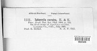 Mycosphaerella coerulea image